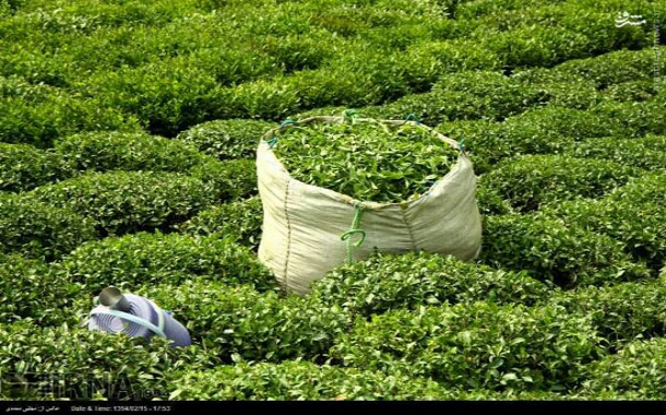 دلیل انتخاب چای ایرانی